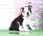 Small Photo #2 Boston Terrier Puppy For Sale in BEL AIR, MD, USA