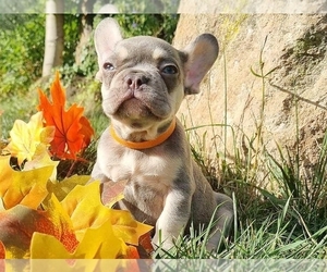 French Bulldog Puppy for sale in BOSTON, MA, USA