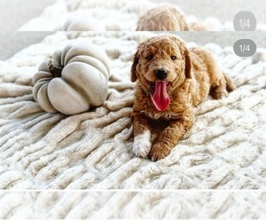 Goldendoodle Puppy for Sale in STEPHENVILLE, Texas USA