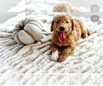 Small Photo #1 Goldendoodle Puppy For Sale in STEPHENVILLE, TX, USA