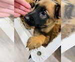 Small Photo #46 Belgian Malinois Puppy For Sale in REESEVILLE, WI, USA