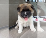 Small Photo #3 Akita Puppy For Sale in WATERBURY, CT, USA