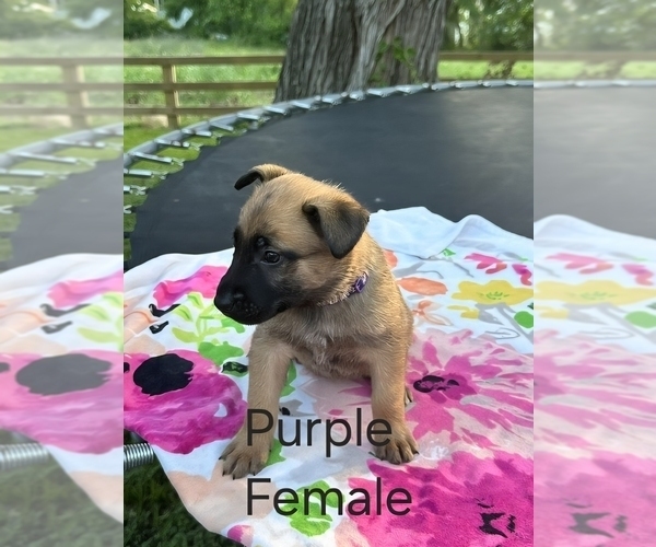 Medium Photo #4 Belgian Malinois Puppy For Sale in HUNTSVILLE, TX, USA