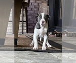 Small #6 American Bulldog
