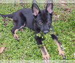 Small #2 German Shepherd Dog Mix