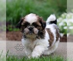 Small #2 Shih Tzu