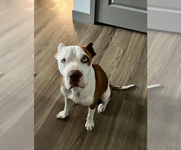 Medium Photo #3 Mutt Puppy For Sale in Lakewood, CO, USA