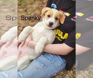 Labrador Retriever-Unknown Mix Dogs for adoption in Ball Ground, GA, USA