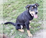 Small #1 Rottweiler Mix