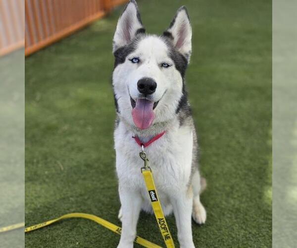 Medium Photo #2 Siberian Husky-Unknown Mix Puppy For Sale in Las Vegas, NV, USA