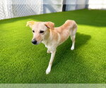 Small #1 Labrador Retriever