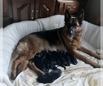 Small German Shepherd Dog