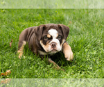 Small #5 English Bulldog-Olde English Bulldogge Mix