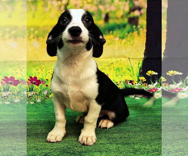 Medium Photo #1 Mutt Puppy For Sale in Wetumpka, AL, USA