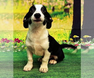 Mutt Dogs for adoption in Wetumpka, AL, USA