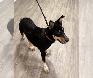 Sherlock - Male Mutt Dog for Adoption - Photo #2