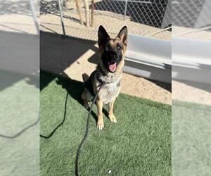 German Shepherd Dog Dogs for adoption in HESPERIA, CA, USA