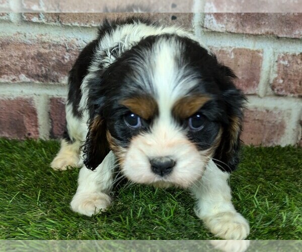 Medium Photo #8 Cavalier King Charles Spaniel Puppy For Sale in MOBERLY, MO, USA