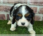 Small #7 Cavalier King Charles Spaniel