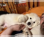 Puppy Roley Great Pyrenees