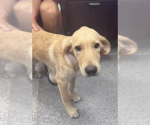 TANNER - Male Golden Labrador Dog for Adoption - Photo #4