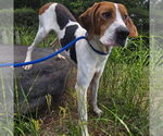 Small #6 Treeing Walker Coonhound