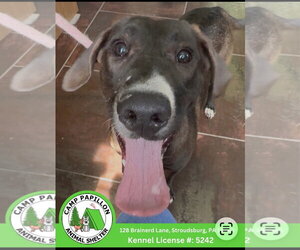 Labrador Retriever-Unknown Mix Dogs for adoption in Stroudsburg, PA, USA