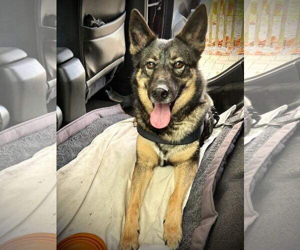 Medium Photo #3 German Shepherd Dog Puppy For Sale in Plantation, FL, USA