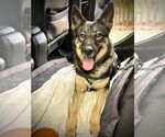 Small #2 German Shepherd Dog
