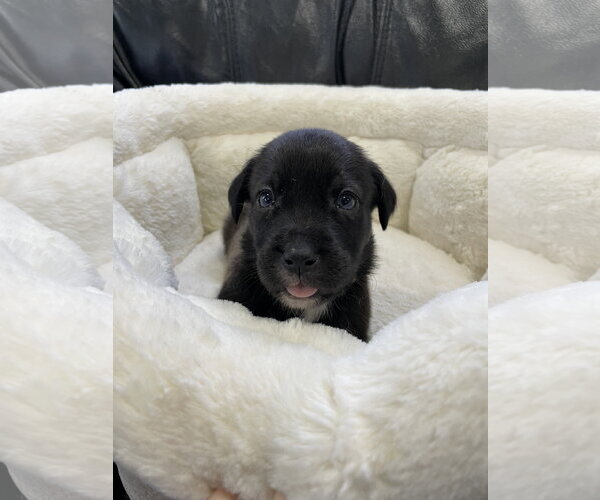 Medium Photo #4 Labrador Retriever-Unknown Mix Puppy For Sale in Derwood, MD, USA