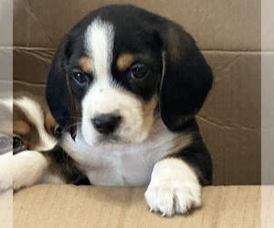 Beagle Puppy for sale in GROVER, NC, USA