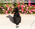 Small #4 Yorkshire Terrier