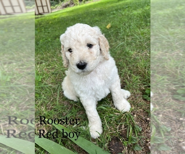 Medium Photo #1 Goldendoodle Puppy For Sale in COOKEVILLE, TN, USA