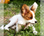 Small Papillon