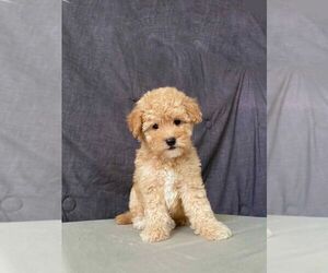 Poodle (Toy) Puppy for sale in SAN BERNARDINO, CA, USA