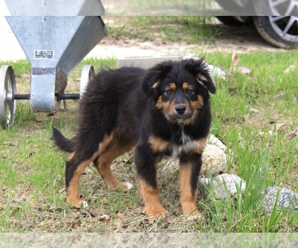 Medium Photo #1 Australian Shepherd Puppy For Sale in ACTON, CA, USA