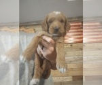 Small Photo #13 Goldendoodle Puppy For Sale in SONORA, KY, USA
