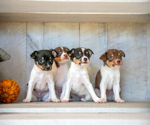 Fox Terrier (Toy) Litter for sale in SUGARCREEK, OH, USA