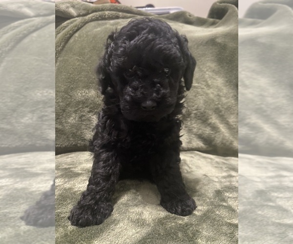 Medium Photo #5 Poodle (Toy) Puppy For Sale in SPRING HILL, FL, USA