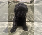 Small #1 Poodle (Toy)