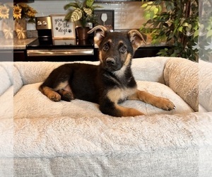 German Shepherd Dog Puppy for sale in GREENWOOD, IN, USA