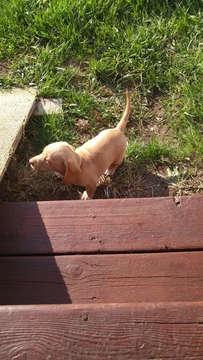 Medium Photo #1 Dachshund Puppy For Sale in BECKER, MN, USA
