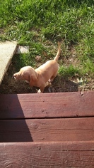 Dachshund Puppy for sale in BECKER, MN, USA