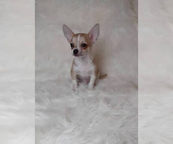 Medium Photo #5 Chihuahua Puppy For Sale in INDIANAPOLIS, IN, USA