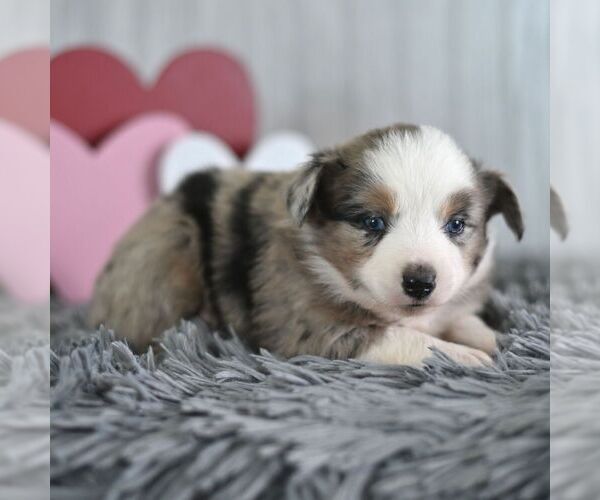Medium Photo #1 Miniature Australian Shepherd Puppy For Sale in REBERSBURG, PA, USA