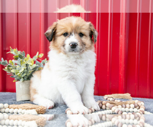 Medium Australian Shepherd
