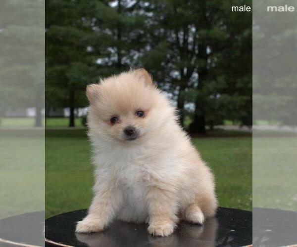 Medium Photo #5 Pomeranian Puppy For Sale in NEW YORK, NY, USA