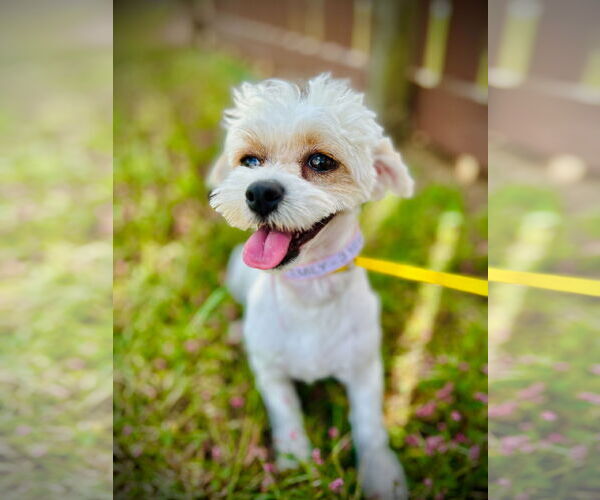 Medium Photo #2 Maltipoo Puppy For Sale in Pacolet, SC, USA