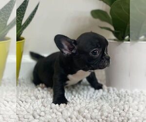 French Bulldog Puppy for sale in JOHNS ISLAND, SC, USA