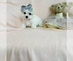 Small Photo #18 Maltese Puppy For Sale in FORT LAUDERDALE, FL, USA